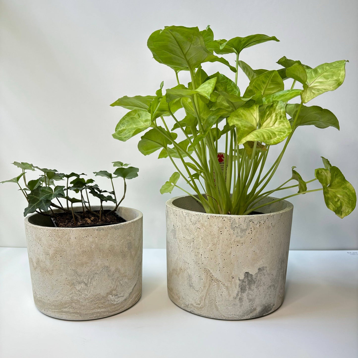 Hera Concrete Planter Pot 5.7”