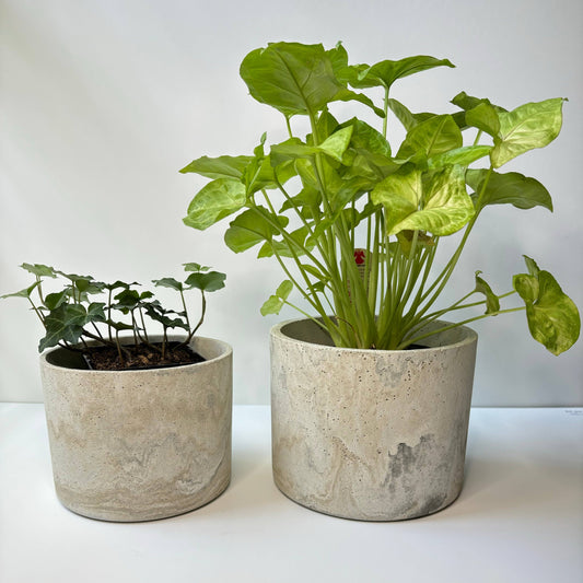 Hera Concrete Planter Pot 6.5”