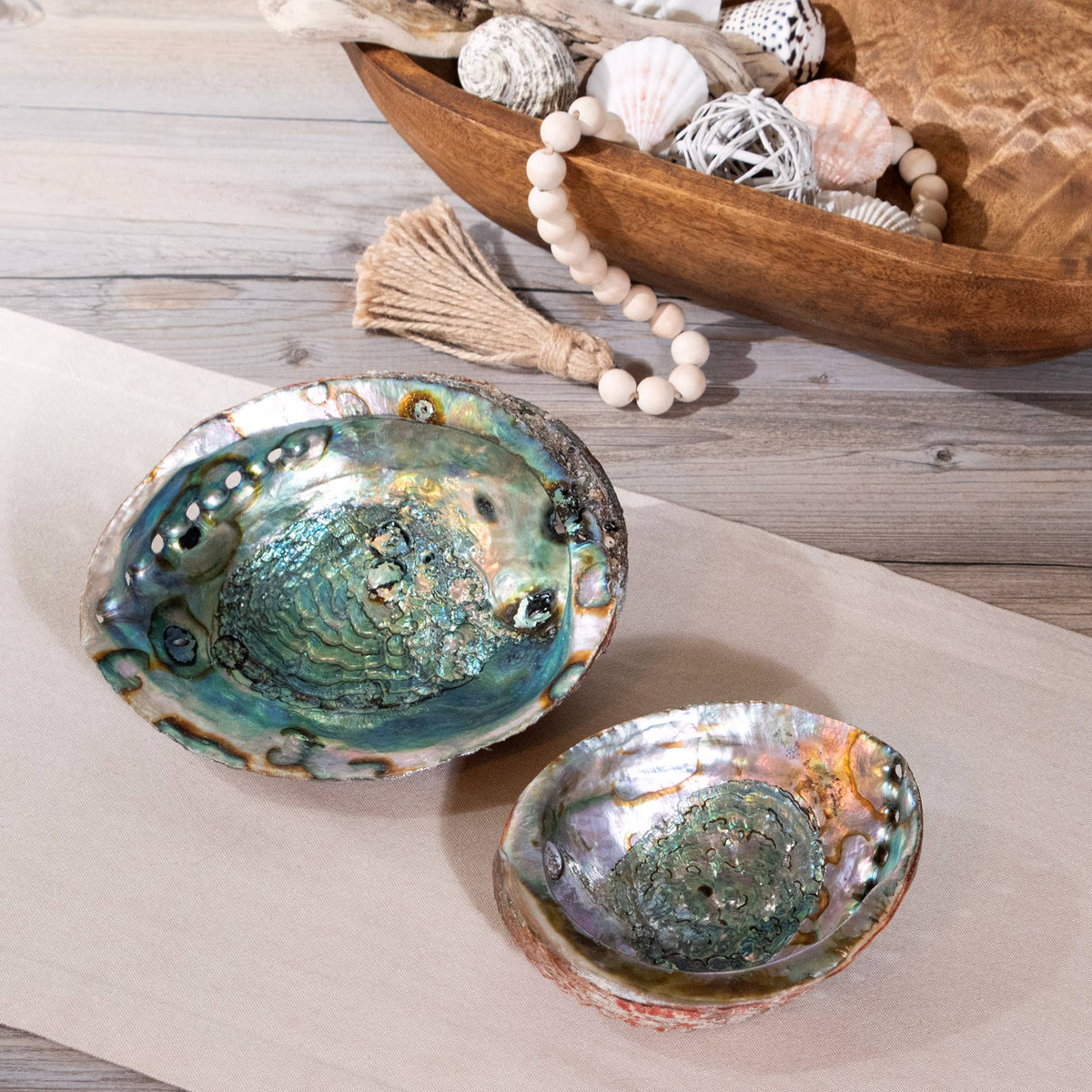Abalone Shells