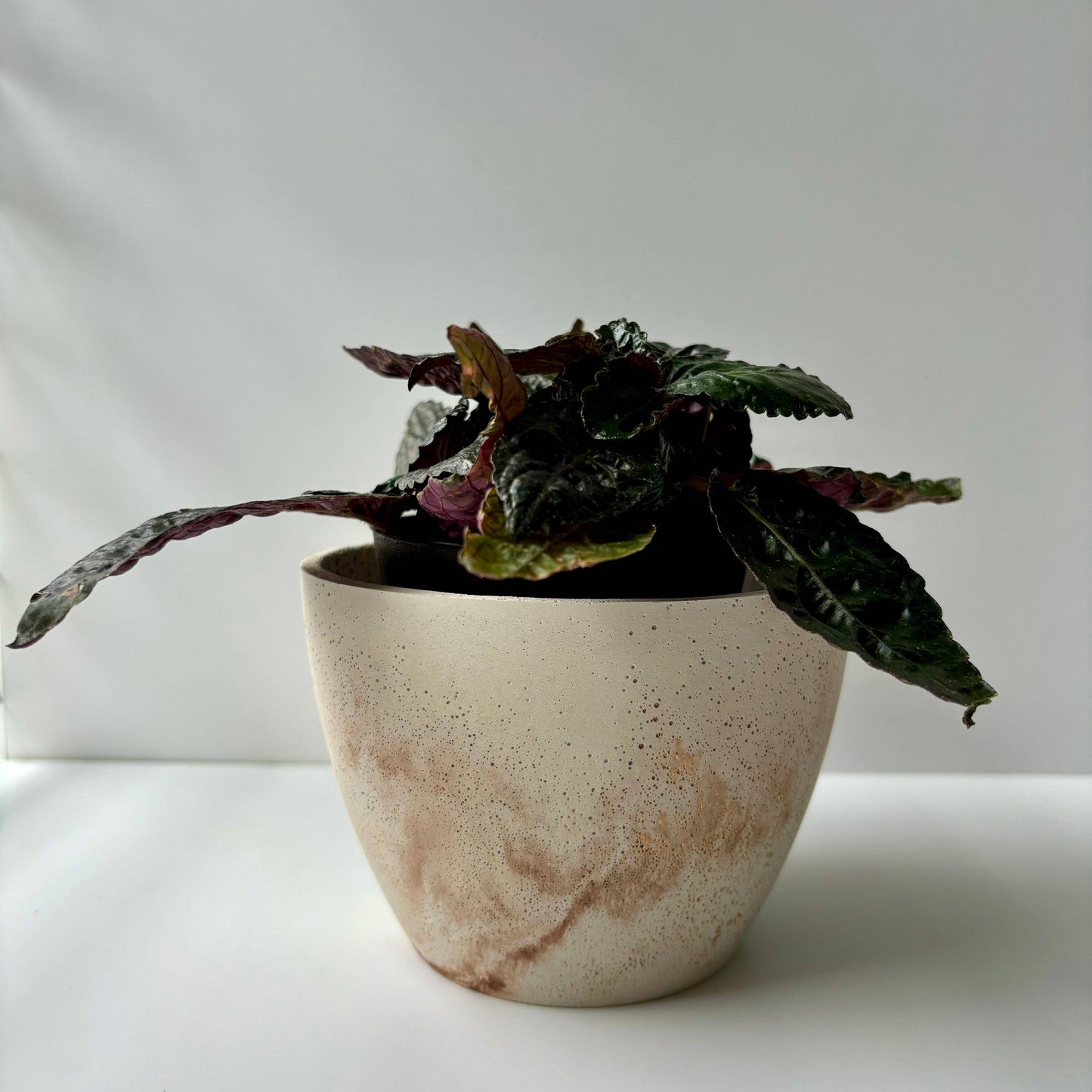 Dana 5” Cement Planter Pot