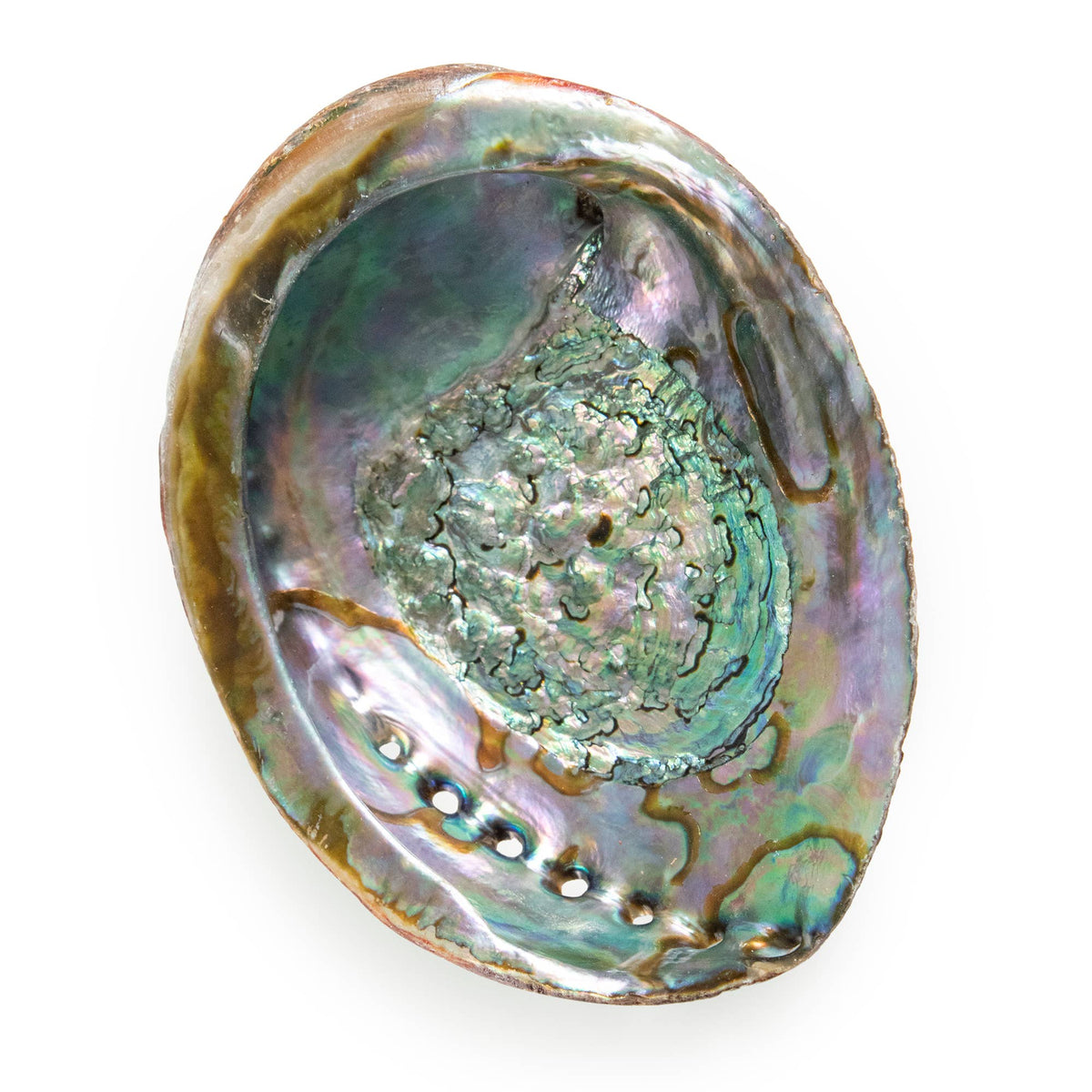 Abalone Shells