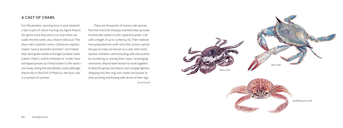 The Beachcomber's Companion